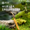 现在下单加送1根【2026年鲜草现货】阿依舍头茬新鲜冬虫夏草礼盒 商品缩略图6