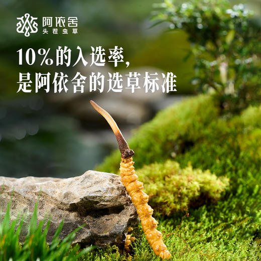 现在下单加送1根【2026年鲜草现货】阿依舍头茬新鲜冬虫夏草礼盒 商品图6