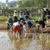 端午限定活动：「稻田插秧、柴火竹筒粽子、DIY艾草挂件」（26） 商品缩略图0