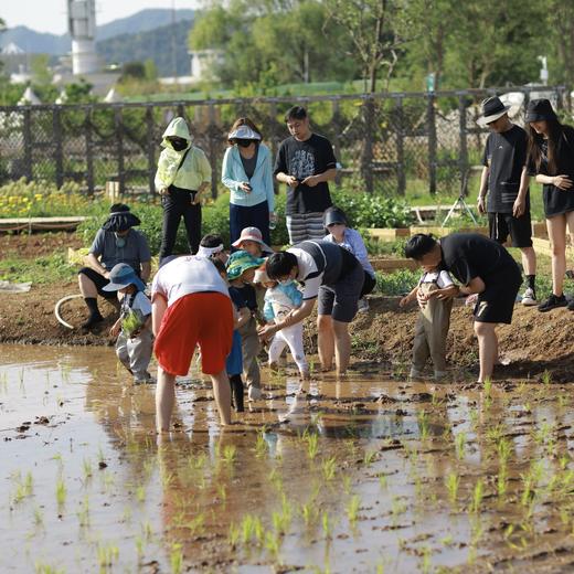 端午限定活动：「稻田插秧、柴火竹筒粽子、DIY艾草挂件」（26） 商品图0