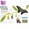 【中商原版】DK图片世界 昆虫 蝴蝶 甲虫和蜜蜂 DK Our World in Pictures Bugs Butterflies Beetles and Bees 英文原版 科普 商品缩略图2