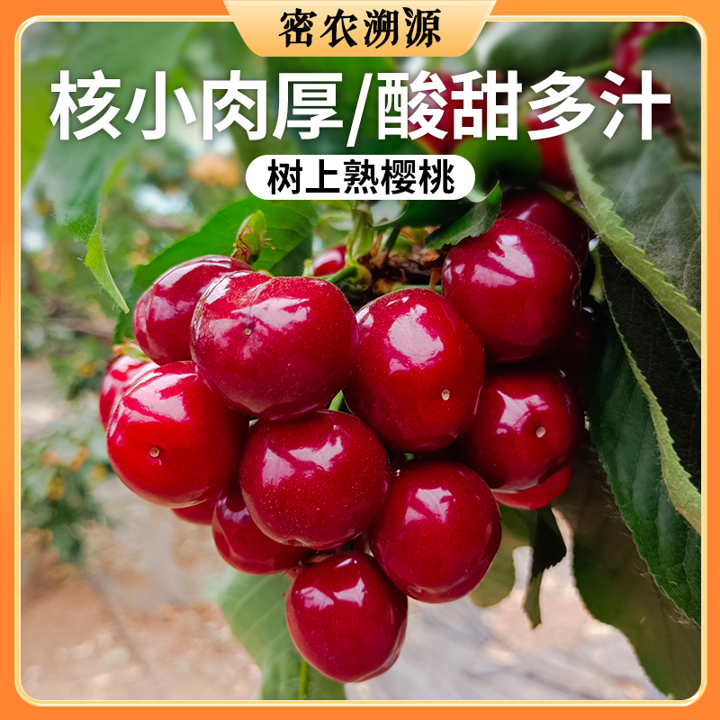 密云本地美早大樱桃 包邮装新鲜现摘 皮薄肉厚爆甜红樱桃车厘子 应季水果