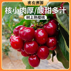 密云本地美早大樱桃 包邮装新鲜现摘 皮薄肉厚爆甜红樱桃车厘子 应季水果