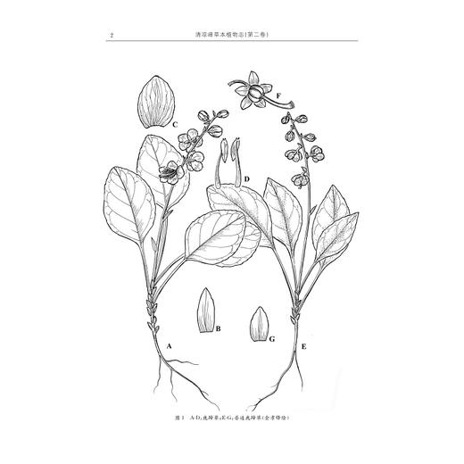 清凉峰草本植物志（第二卷）/金孝锋 程樟峰 徐跃良 主编/浙江大学出版社 商品图2