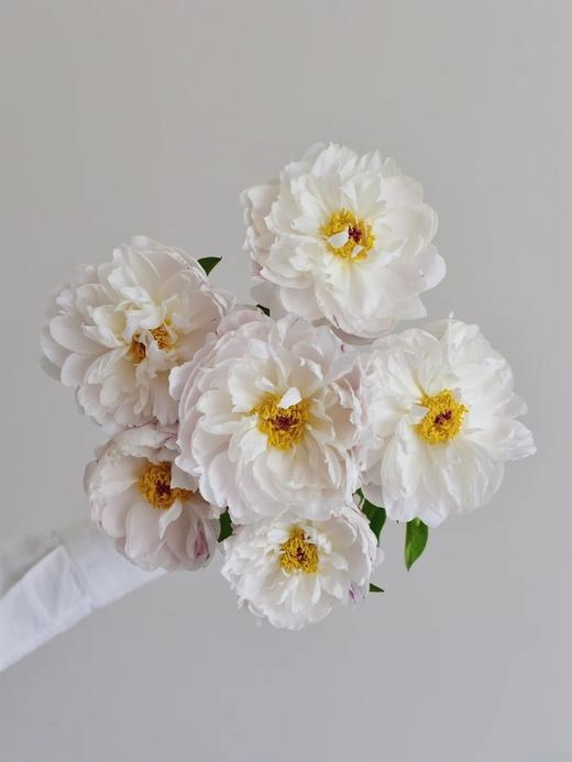 精品芍药花典雅月光5支 商品图5