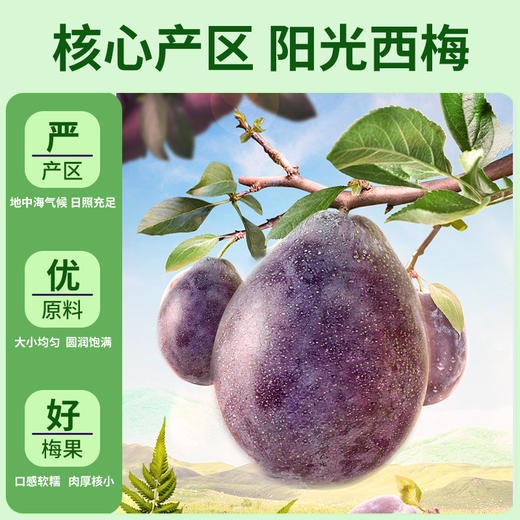 优选【百草味】西梅干508g 商品图1