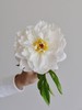 精品芍药花典雅月光5支 商品缩略图6