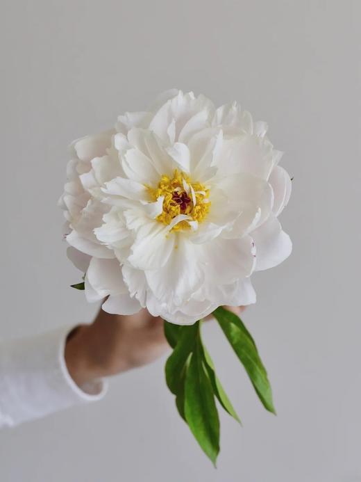 精品芍药花典雅月光5支 商品图6