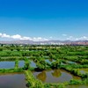 漫游兰州临夏丨穿行黄河两岸，沉醉丹霞草原，一次玩透黄河丹霞、草原牧场、与藏传佛教文化！ 商品缩略图3
