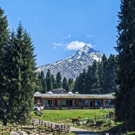 漫游伊犁丨 2+1座驾逛伊犁草原，牛羊、花海、雪山，承包你对新疆夏天的所有想象！ 商品图5