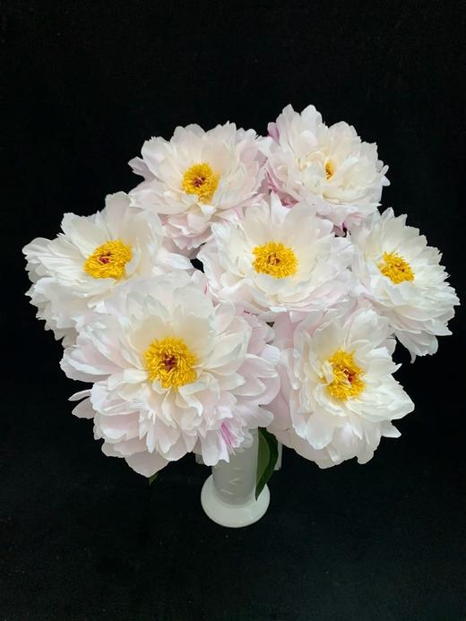 精品芍药花典雅月光5支 商品图1