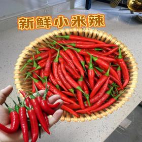 【HGSM】小米辣