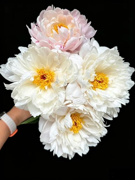 精品芍药花典雅月光5支 商品图2