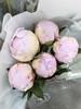 A级粉莎拉芍药花5支 商品缩略图6