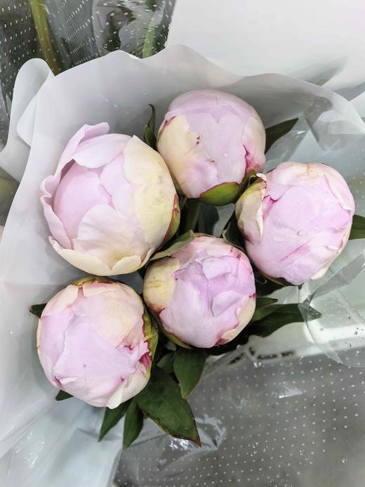 A级粉莎拉芍药花5支 商品图6