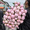 A级粉莎拉芍药花5支 商品缩略图0