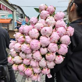 A级粉莎拉芍药花5支