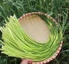 【MLT】蒜苔 商品缩略图0
