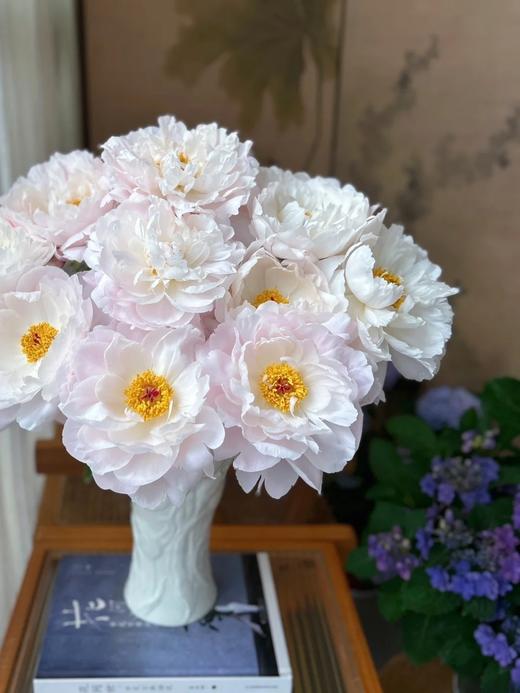 精品芍药花典雅月光5支 商品图4