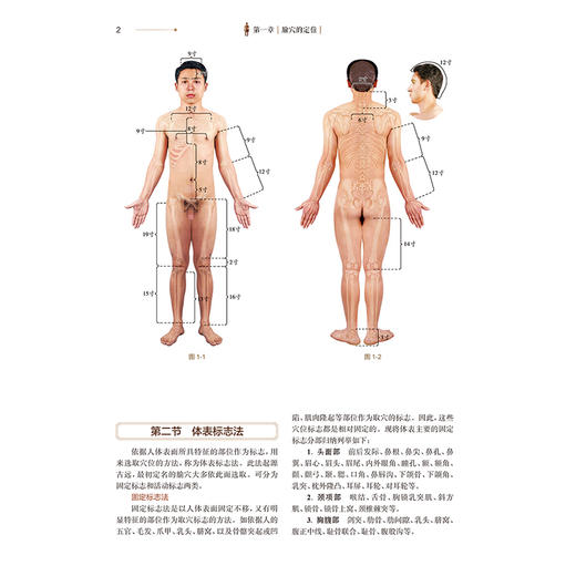 针灸穴位图解 第3三版 郭长青 刘乃刚 胡波 本书配有1000余幅彩图首次将腧穴体表图腧穴横断面解剖刺法图等集于一书人民卫生出版社 商品图4