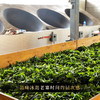 5月16日中午12点【凤票】第二代凤票重磅升级来袭横跨7年冰岛老寨的时间之味比贵重更贵重 比奢侈更奢侈，357克/饼*5饼/提 商品缩略图9