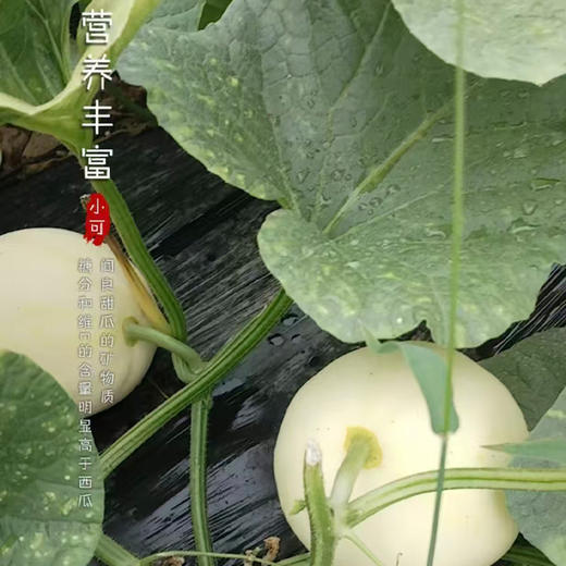 陕西小籽阎良甜瓜（头茬） 商品图3