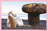 Neko: Cats of Japan / 日本猫 商品缩略图2