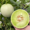 冰淇淋玉菇蜜瓜（头茬） 商品缩略图0
