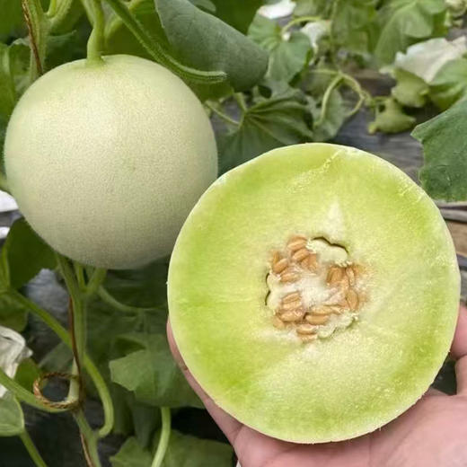 冰淇淋玉菇蜜瓜（头茬） 商品图0