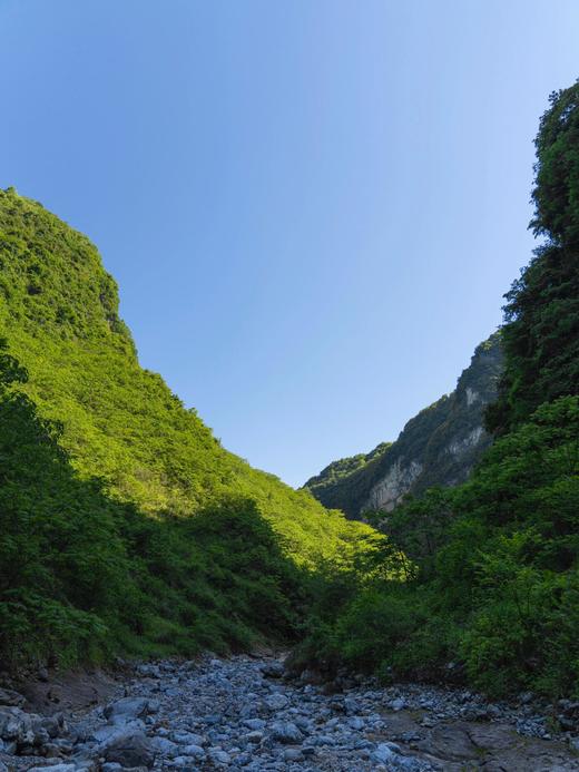 7.7/8.17首发亮相【陕西·秦岭4天3晚自然科学探索夏令营】云栈秦岭-逐野梁州：郭嘉级自然保护区导师带队·穿越干年古栈道·观测国宝朱鹮·深入素岭森林生态系统 商品图1