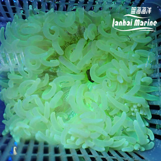 红肚葵 商品图3
