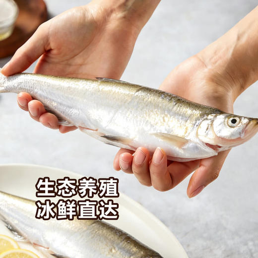 MM 山姆 千岛湖白水鱼2条 1kg 商品图4