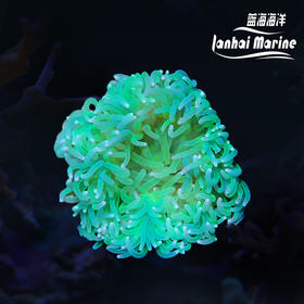 红肚葵-荧光绿须