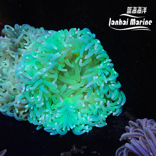 红肚葵-荧光绿须 商品图1