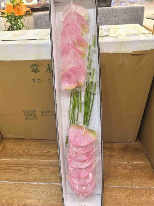 菲斯帝诺掌16支 商品图1