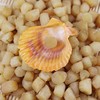 野生黄金贝 商品缩略图0