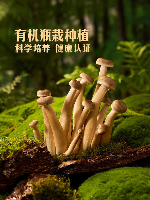 MM 山姆 Member's Mark 精选有机鹿茸菇 400g 商品图2