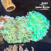 红肚葵-荧光绿须 商品缩略图2
