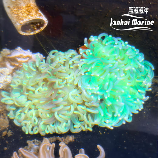 红肚葵-荧光绿须 商品图2
