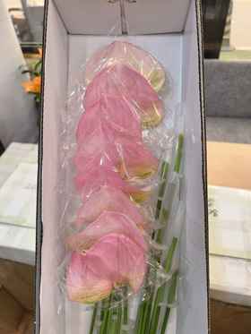 菲斯帝诺掌16支