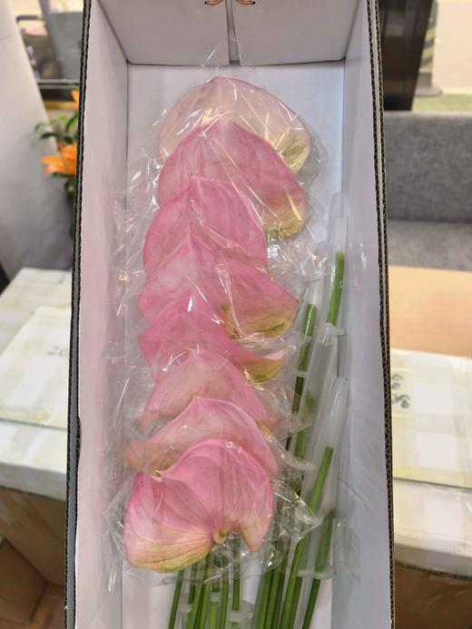 菲斯帝诺掌16支 商品图0