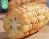 觅克西双版纳甜糯小玉米/1包（8-10根 共约1.18kg） 商品缩略图1