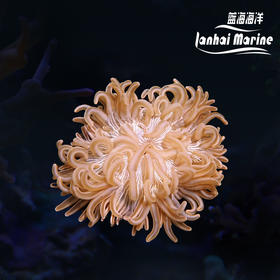 红肚葵