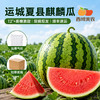 【顺丰！】西域美农 美都麒麟瓜西1个  甘甜多汁 商品缩略图1