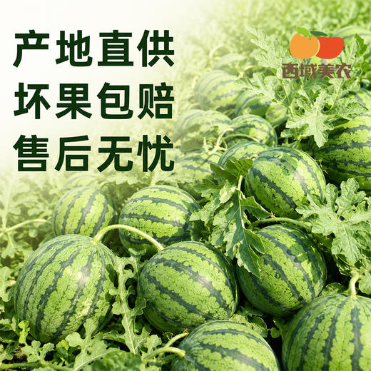 【顺丰！】西域美农 美都麒麟瓜西1个  甘甜多汁 商品图5