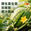【顺丰！】西域美农 美都麒麟瓜西1个  甘甜多汁 商品缩略图4