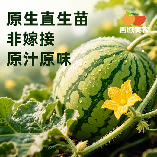 【顺丰！】西域美农 美都麒麟瓜西1个  甘甜多汁 商品图4