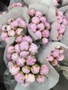 A级粉莎拉芍药花5支 商品缩略图2