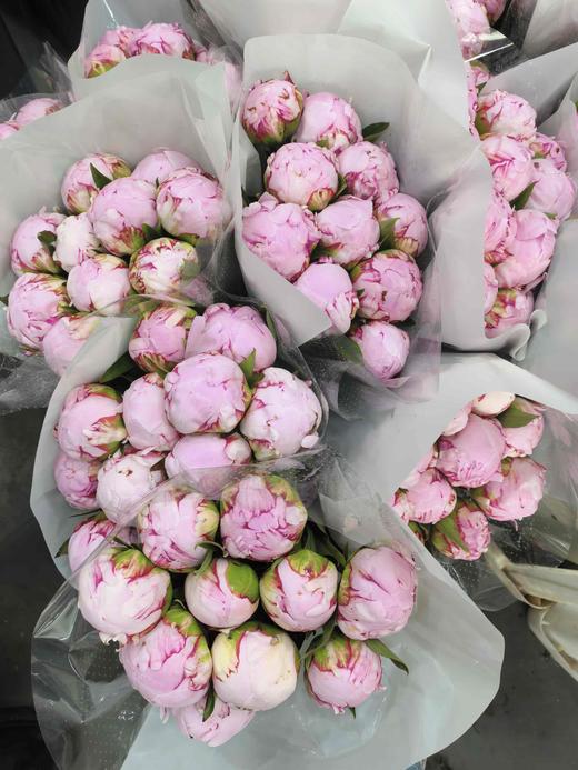 A级粉莎拉芍药花5支 商品图2