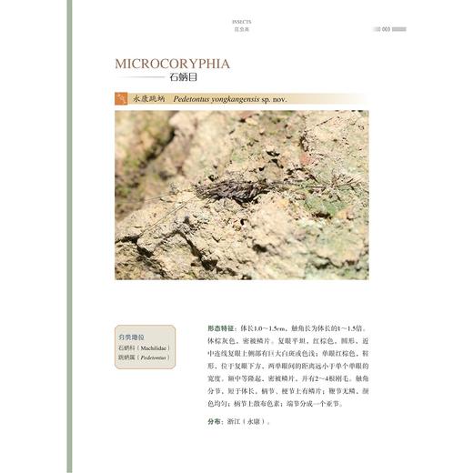 永康野生动物图鉴/郑荣泉 陈敏 著/浙江大学出版社 商品图1